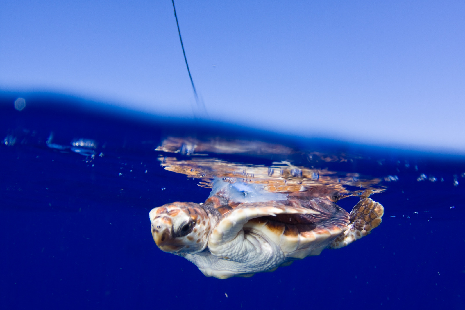 红海龟，有卫星标签