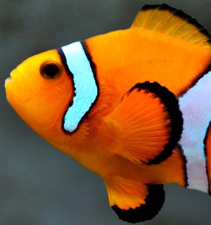 橙色小丑鱼，圆角鱼