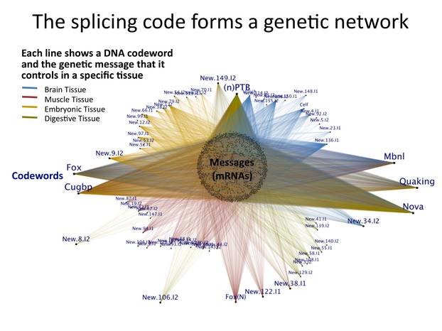 剪接密码形成了一个遗传网络