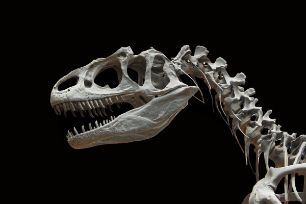 食肉恐龙的头骨。