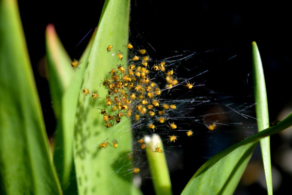 一群小蜘蛛在两片树叶之间的网上
