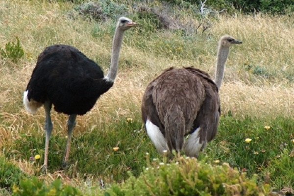 开普角的雄性和雌性鸵鸟