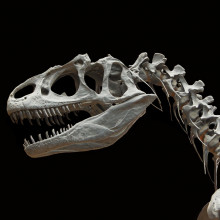 一个食肉恐龙头骨的镜头