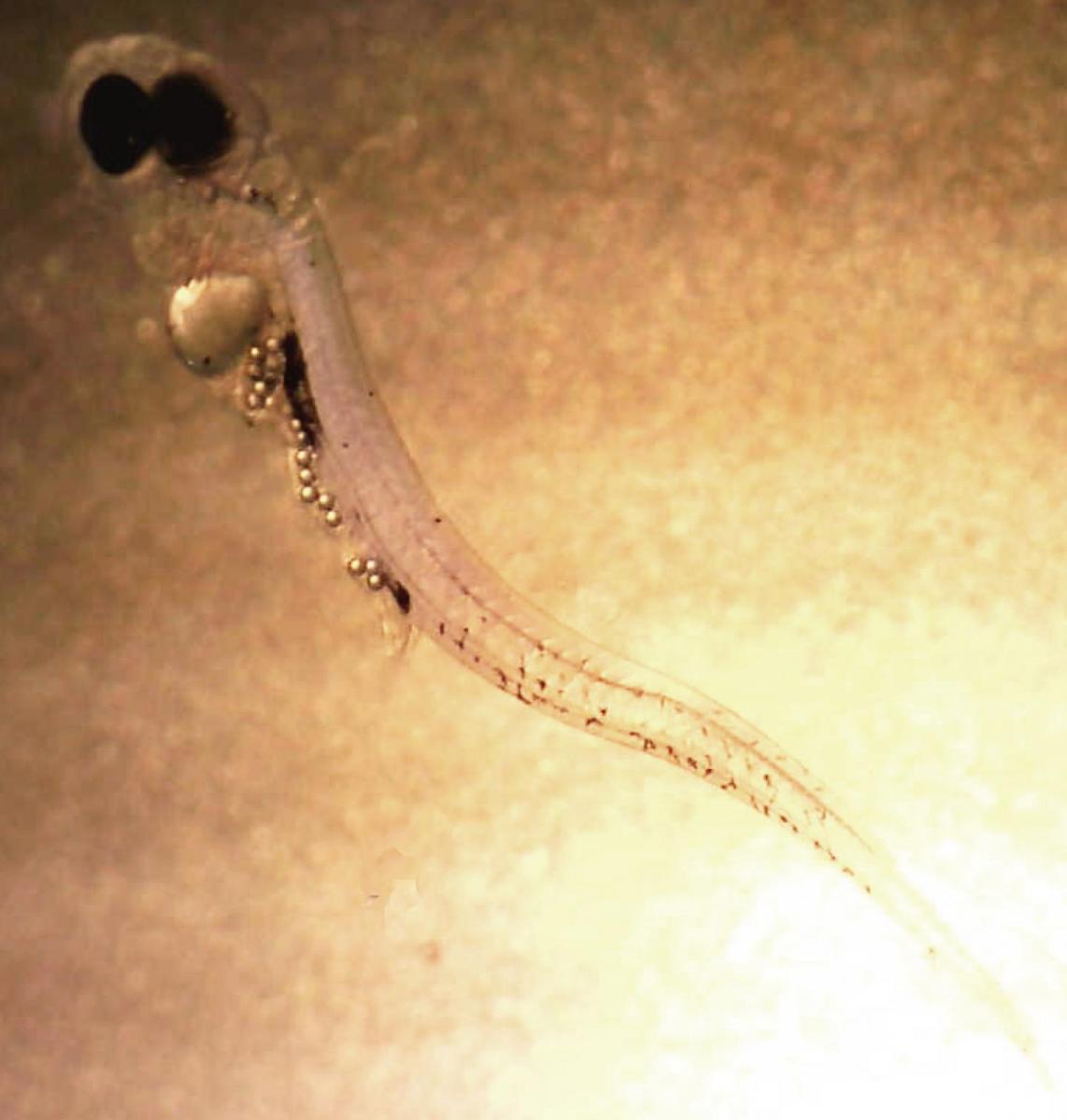 鱼larvae with belly full of microbeads