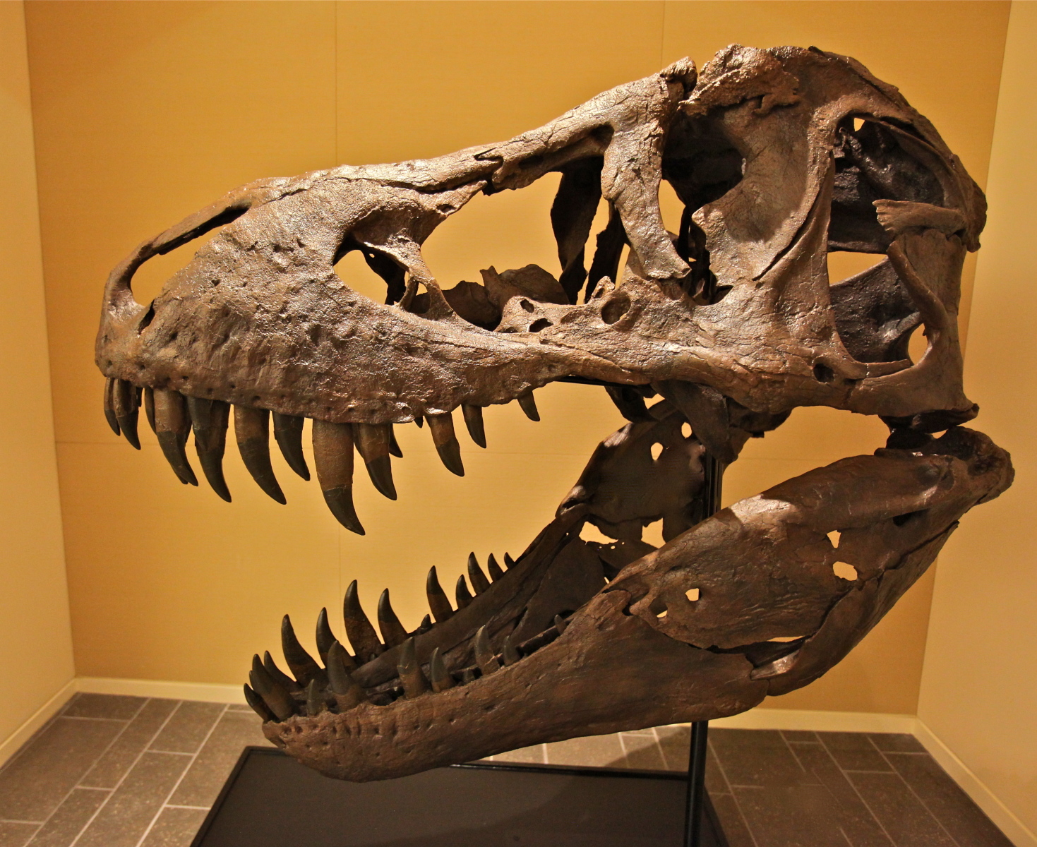 A Male T-Rex Skull
