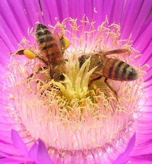 西部蜜蜂收集花粉