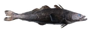 巴塔哥尼亚齿鱼
