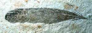 化石羽毛