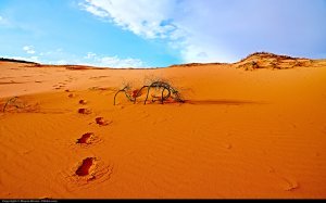 沙漠的足迹