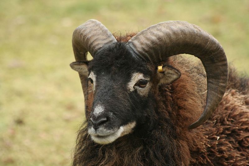 Adult Male Soay Sheep