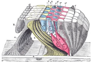 Corti器官(或螺旋器官)