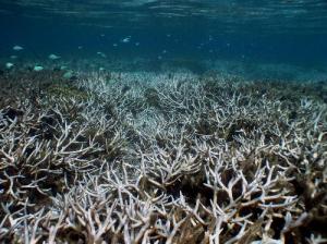 漂白的珊瑚