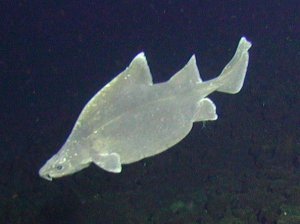 刺角鲨