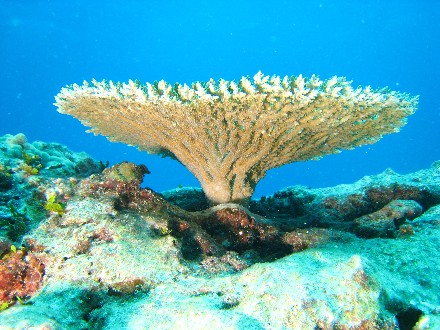 表珊瑚