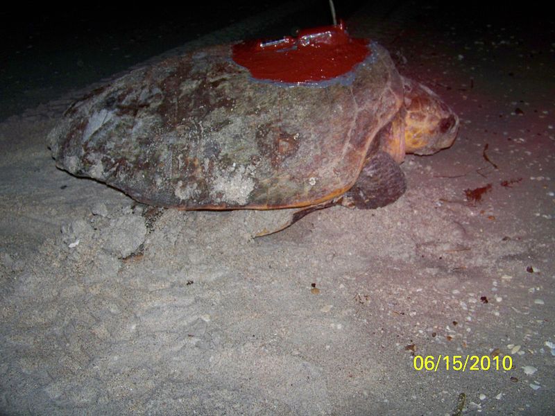带卫星发射器的红海龟
