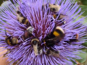 A group of different bumblebee species all feeding on the huge flower of a cardoon. © Sarah Jenkins