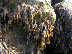 英国的海藻