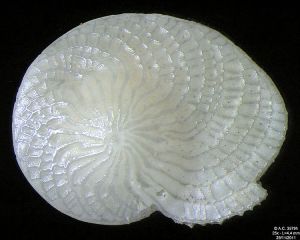 有孔虫目浮游生物壳