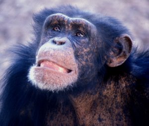 年轻的雄性黑猩猩