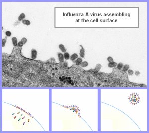 甲型流感病毒在细胞表面聚集