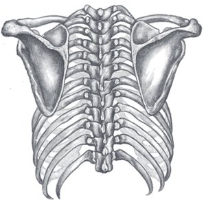 胸腔在脊柱上的方位
