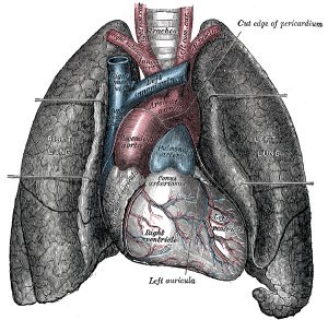 心脏和肺