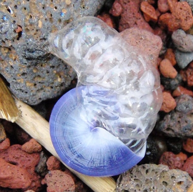 Janthina泡泡蜗牛