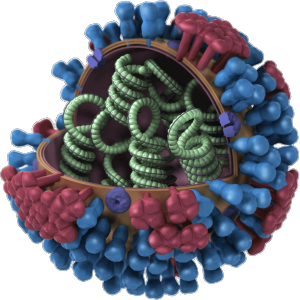 流感病毒粒子的3D模型。