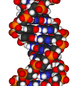 DNA片段