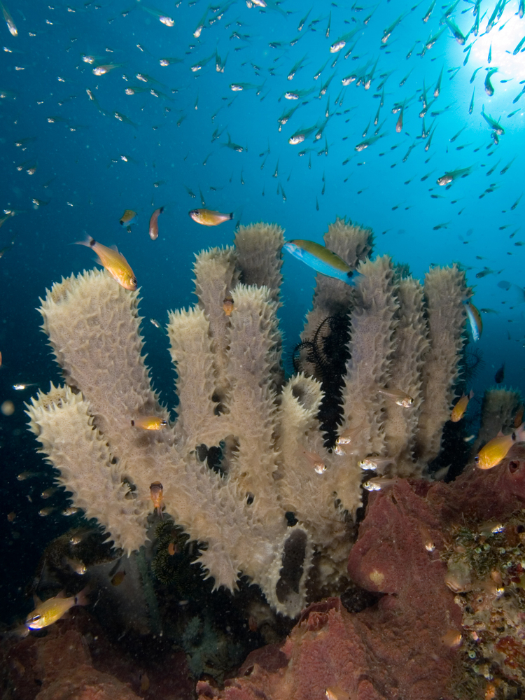 珊瑚礁的生物多样性
