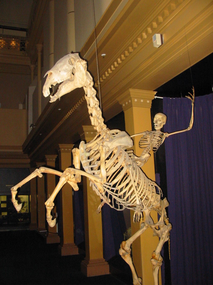马和人的骨架
