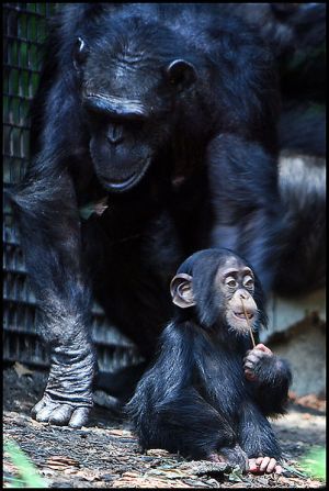巴尔的摩动物园的幼猩猩和母猩猩