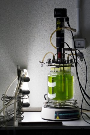 生物反应器中的藻类