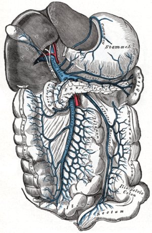 门静脉、肝脏及肠系膜解剖