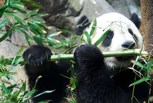 雄性大熊猫