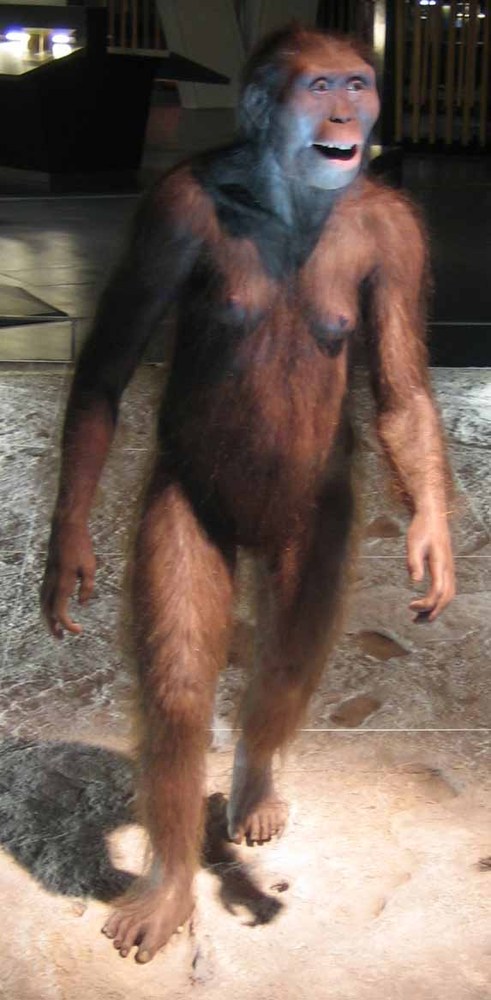 Reconstruction of an Australopithecus afarensis