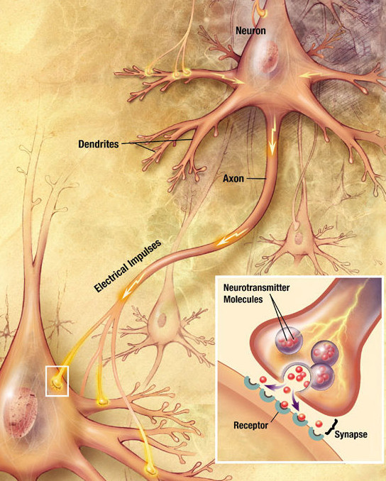 Chemical nerve synapse