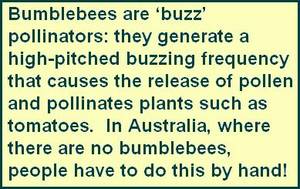 Comment 2 - Buzz pollinators