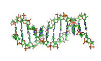 Animation of the structure of a section of DNA. The bases lie horizontally between the two spiraling strands.