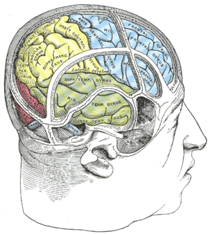 Drawing of a cast to illustrate the relations of the brain to the skull. (Superior temporal gyrus labeled at center, in green section.)