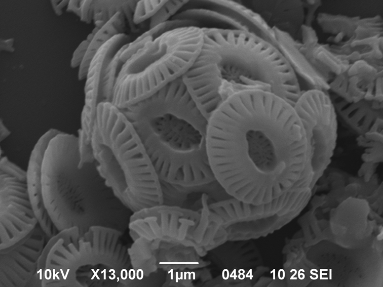 Microscopic marine fossil from Thinia borehole. Emiliania huxleyi coccosphere, captured on the scanning electron microscope at the Bulgarian Academy of Sciences. Scale bar is a micron, one-thousandth of a millimetre.
