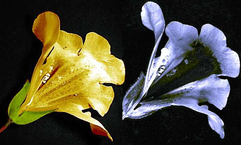 Mimulus flower photographed in visible light (left) and ultraviolet light (right) showing a nectar guide visible to bees but not to humans.