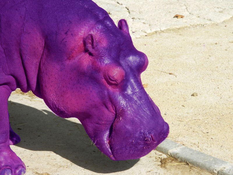 purple hippo