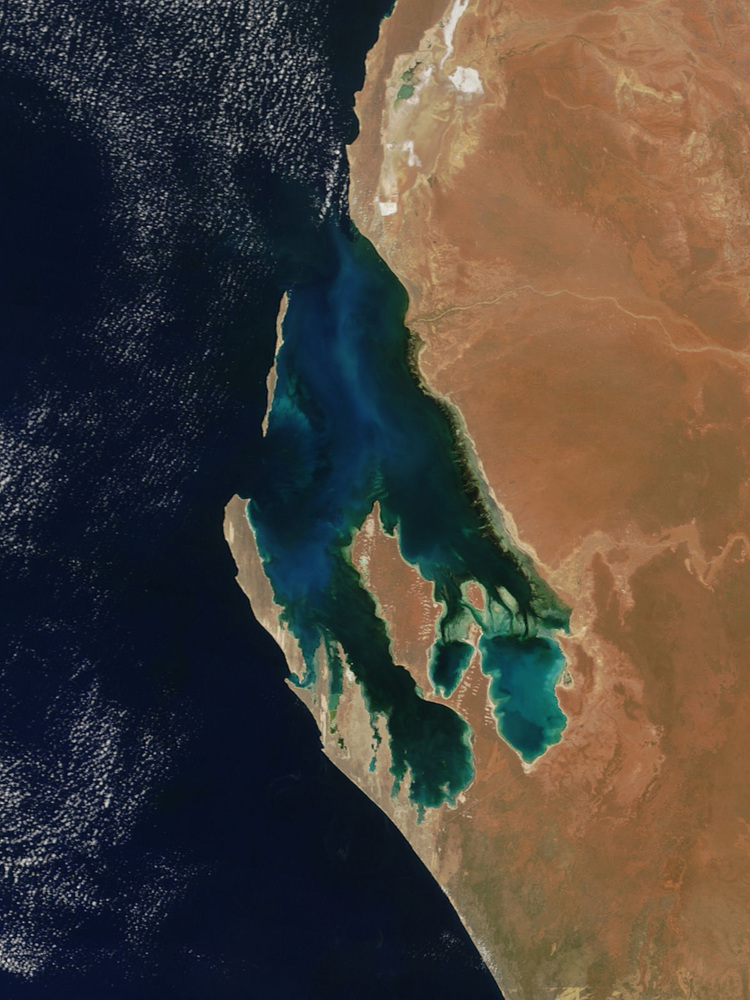 NASA's Terra satellite captured this image of phytoplankton in bloom in Australia's Shark Bay on November 6, 2004.