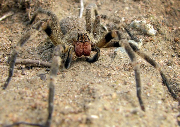 A Brazilian Wandering Spider