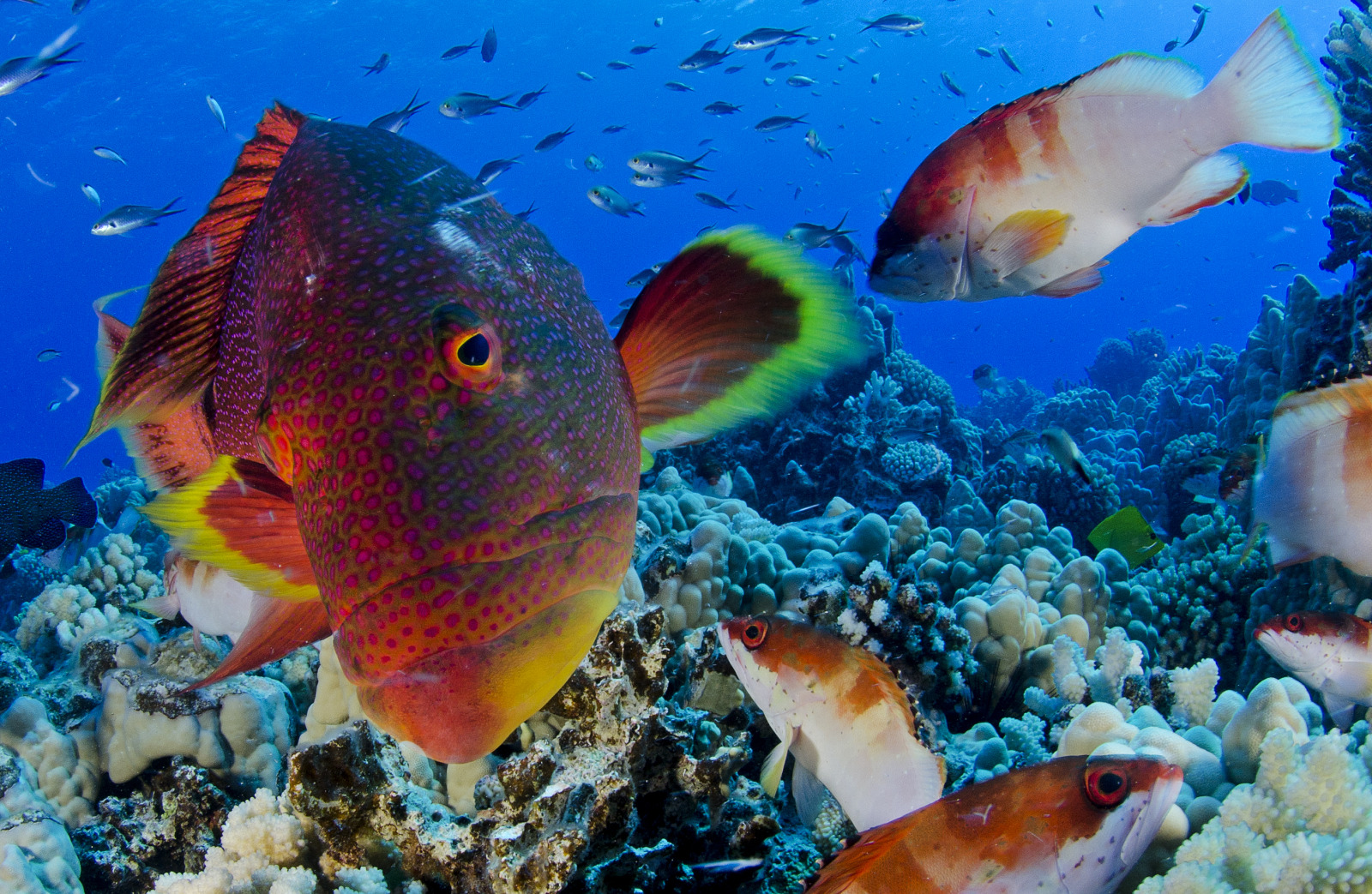 Pitcairn Island Fish 3, © Enric Sala, National Geographic