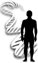 人类基因组(基因蓝图)中大约有30亿个DNA字母。但只有大约1%的DNA字母在个体之间存在差异。DNA(基因)指纹技术利用这1%的差异来区分不同的人。
