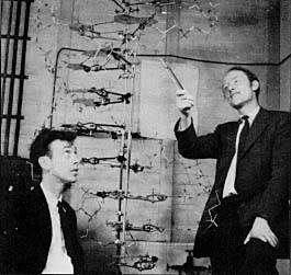 Figure 1: Watson & Crick with their double-helix model of DNA