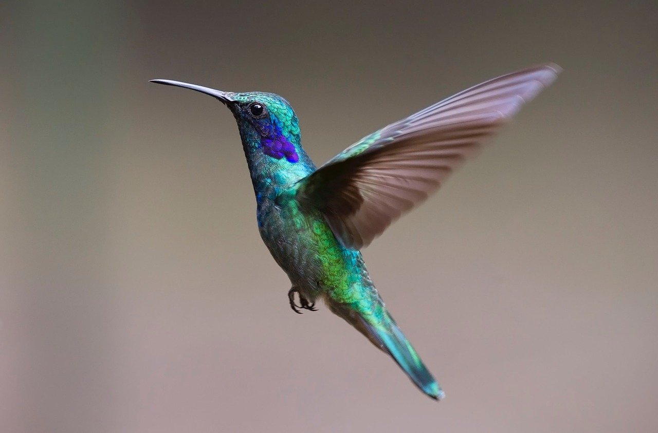 A hummingbird in flight.