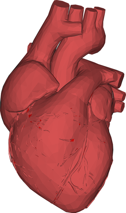 3D computer generated image of heart